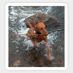 vizsla fetching in water Sticker